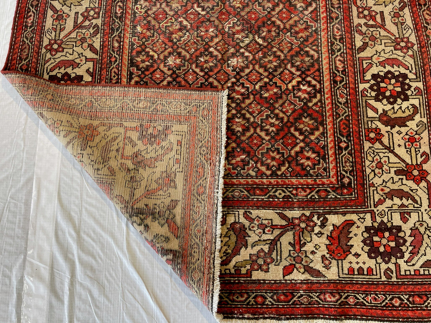 PERSIAN MALAYOR #439